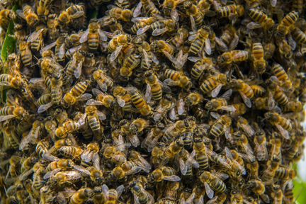 Пчелинные рои
