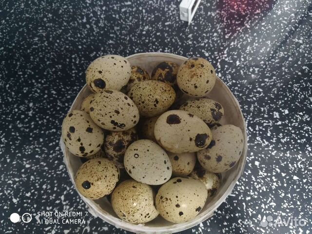 Яйца перепелиные, столовые, инкубационные