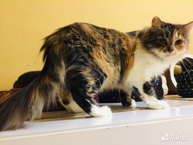 Кошечка Лиса