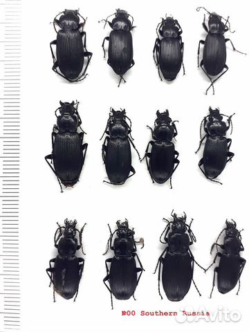 Сухие насекомые для пособий, коллекций, сувениров