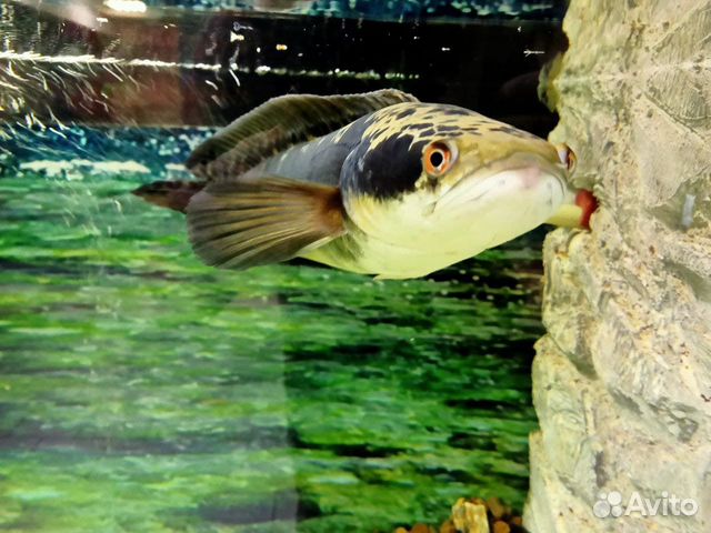 Обслуживание, чистка аквариума