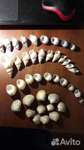 Набор ракушек для поделок
