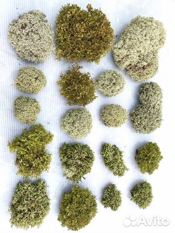 Цетрария - исландский мох. Кладония, пармелия