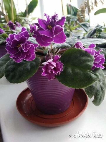 Фиалки сортовые (детки)