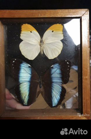 Этномологическая коллекция бабочек