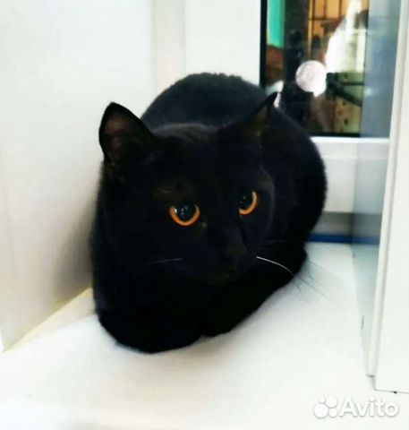 Кошка Мистика 2 года. Здорова,лоток отлично, стере