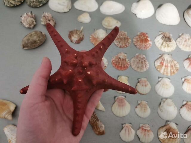 Набор ракушек