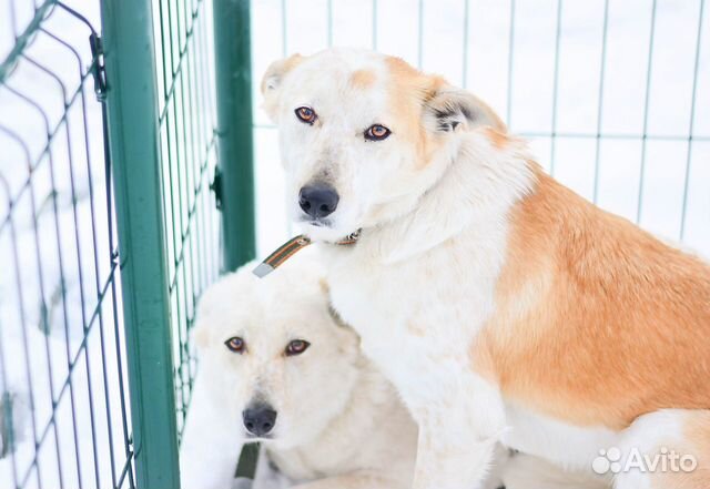 Сестрички Веснушка и Пятнашка ищут дом