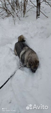 Собаки щенки породистые