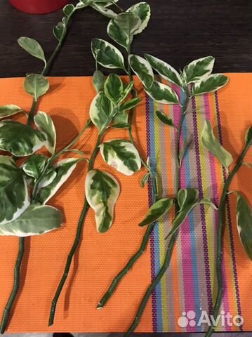 Педилантус