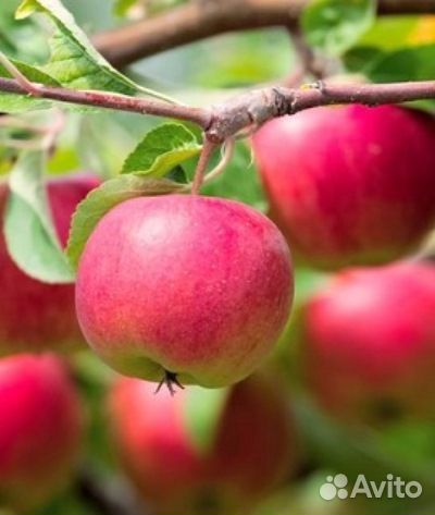 Саженцы яблони высокоурожайные