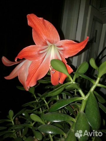 Амариллис, Гиппеаструм лилия комнатная