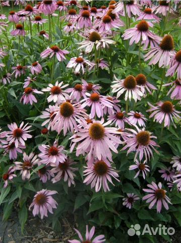 Эхиноцея Барвинок