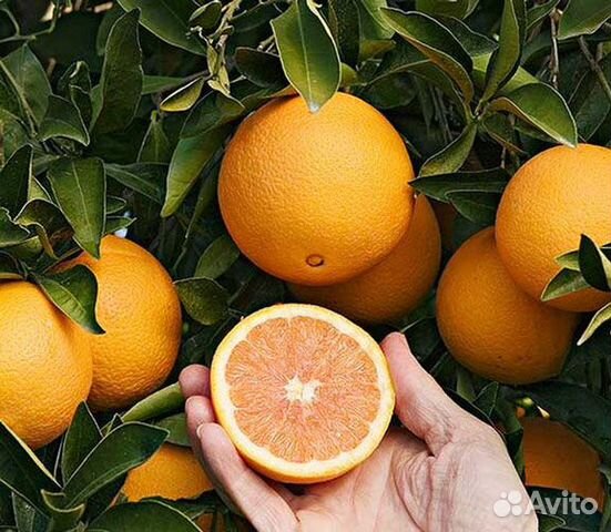 Цитрусовые растения