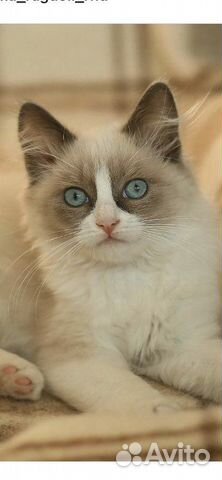 Котята Регдолл (тряпичная кукла) мальчики