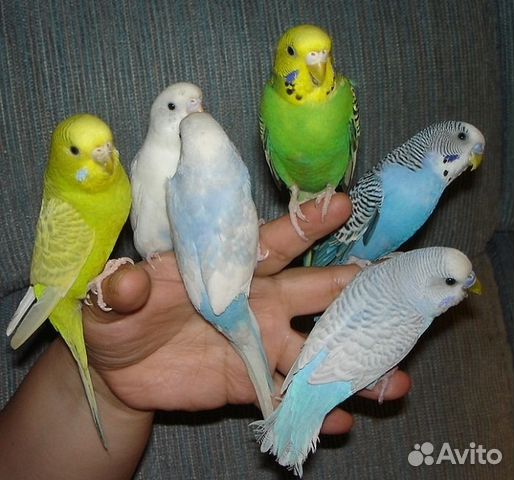 Волнистые попугаи молодые ручные оптом и в розницу купить на Зозу.ру - фотография № 2