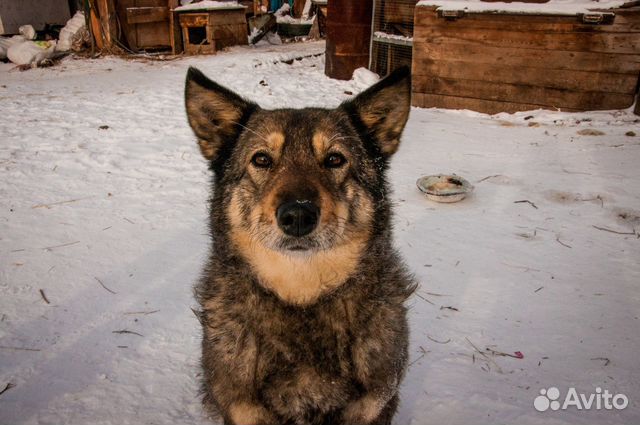 Идеальная собака-компаньон семье и взрослым людям купить на Зозу.ру - фотография № 1