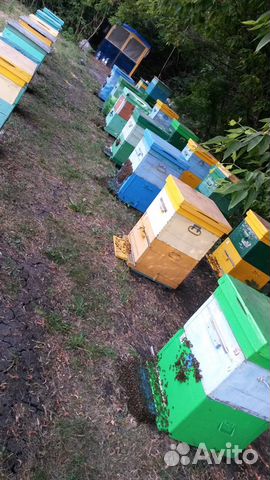 Пчелы (пасека) купить на Зозу.ру - фотография № 7