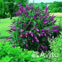 Будлеи Давидда разные цвета