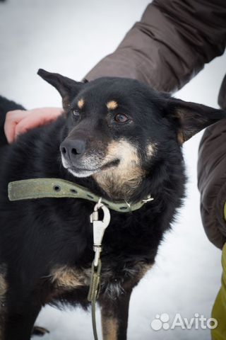 Очень добродушная собака ищет дом купить на Зозу.ру - фотография № 5
