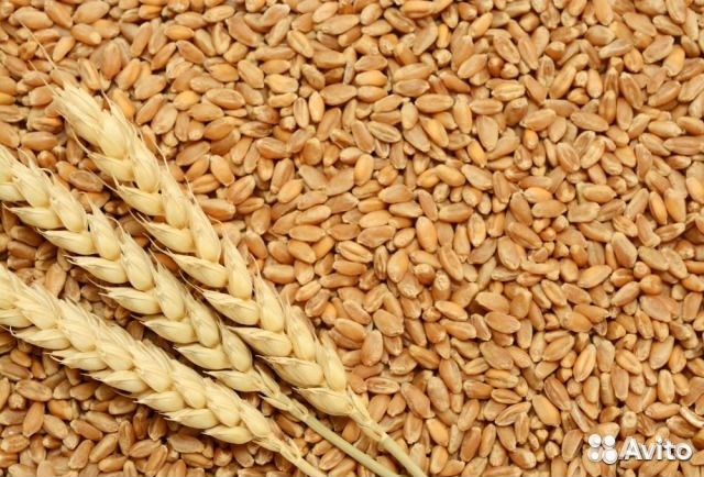 Зерно: пшеница, овёс, дроблёнка купить на Зозу.ру - фотография № 1