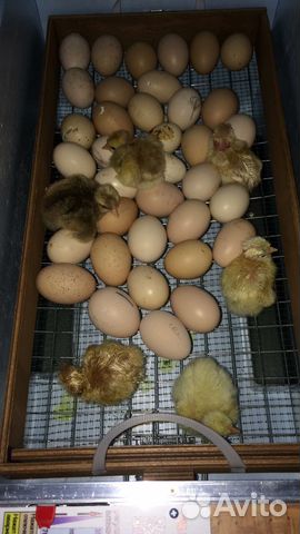 Яйцо фазана инкубационное разных пород купить на Зозу.ру - фотография № 2