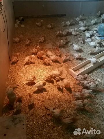 Цыплята Ломан Браун несушки купить на Зозу.ру - фотография № 2