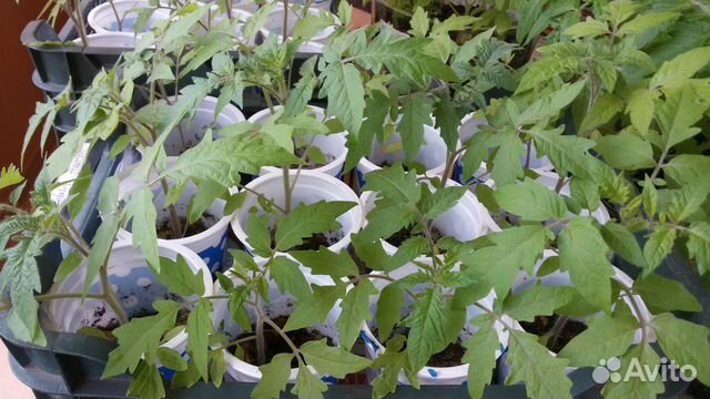 Рассада помидор