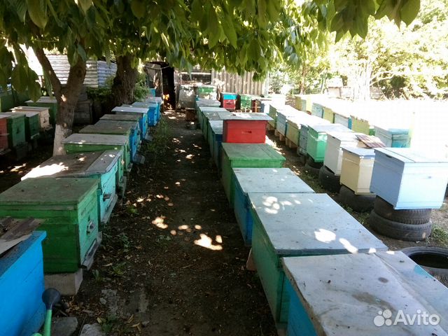 20 пчелопакетов (4рамки) купить на Зозу.ру - фотография № 4