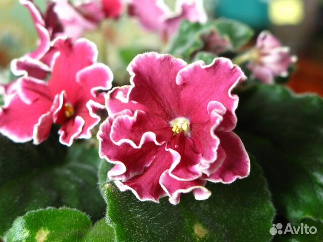 Фиалка бордовая - Лист Фиалка бордовая - Лист