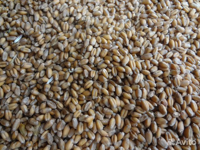 Зерно, пшеница, ячмень купить на Зозу.ру - фотография № 1