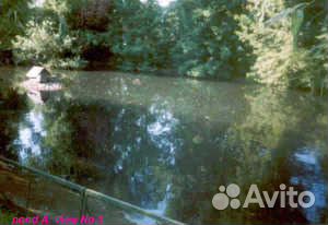 Бактерии для пруда и водоема