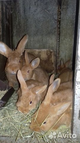 Породистые кролики французский баран 4-5 месяцев купить на Зозу.ру - фотография № 5
