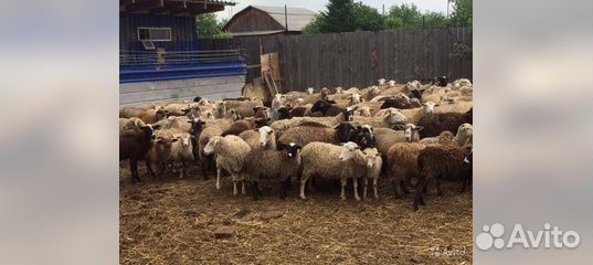 Баранов и овечек купить на Зозу.ру - фотография № 1