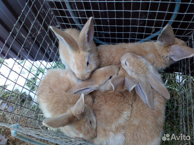 Кролики ризен голд от 2х месяцев купить на Зозу.ру - фотография № 3