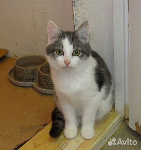 Ищем дом для котят купить на Зозу.ру - фотография № 1