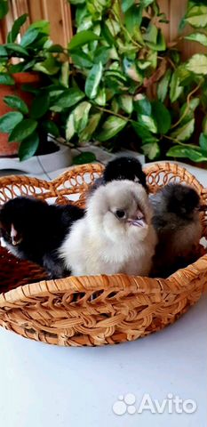 Яйцо на инкубацию и цыплята амераукана (микс) купить на Зозу.ру - фотография № 1