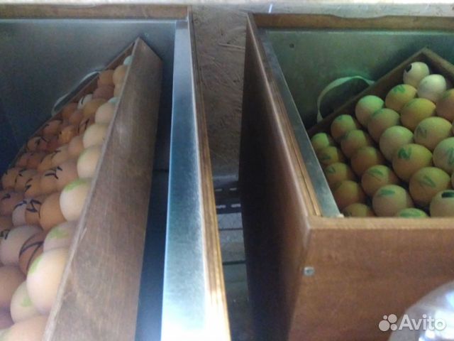 Суточные цыплята/инкубационое яйцо/бройлер купить на Зозу.ру - фотография № 3