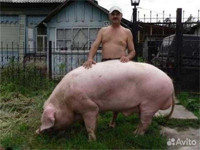 Продаю свиней:хряк, свиноматка, вьетнамцы и крупна купить на Зозу.ру - фотография № 4