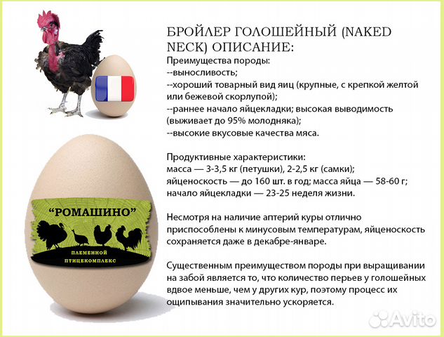 Инкубационное Яйцо Бройлеров (Кобб500 и др.) купить на Зозу.ру - фотография № 2