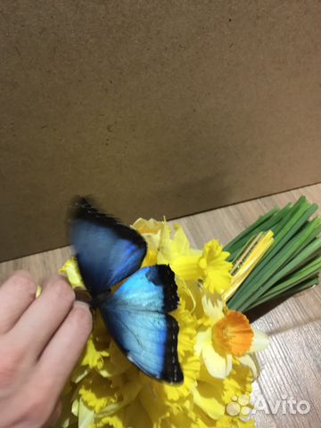 Живая бабочка
