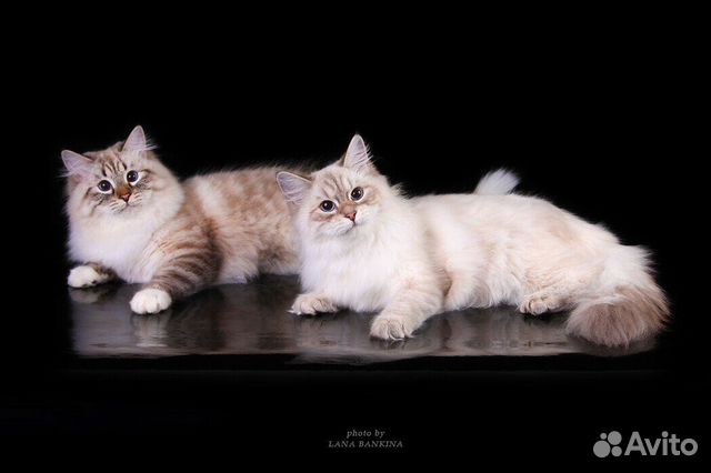 Элитные котята Элитные котята