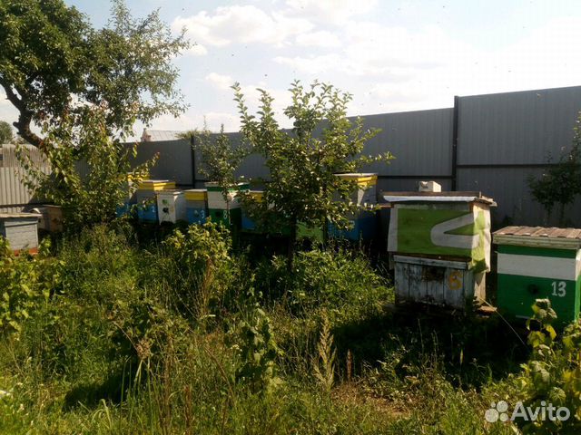 Пчёлы продам, пчел купить на Зозу.ру - фотография № 1