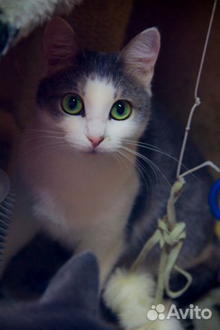Кошка Оля в добрые руки