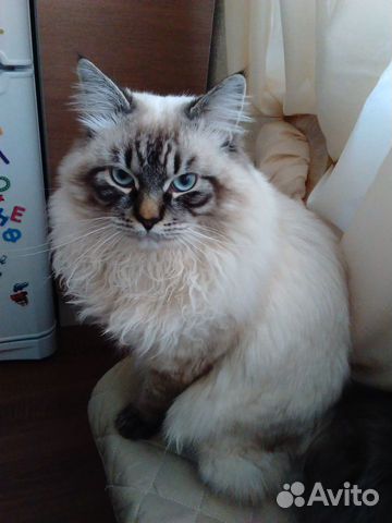 Вязка