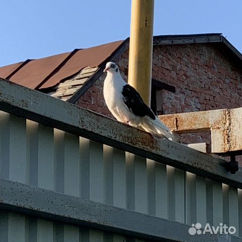 Голубь «потеряшка»