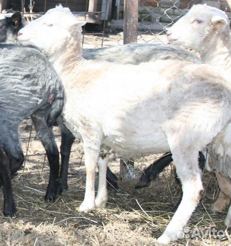 Ярки и овцы на племя купить на Зозу.ру - фотография № 1