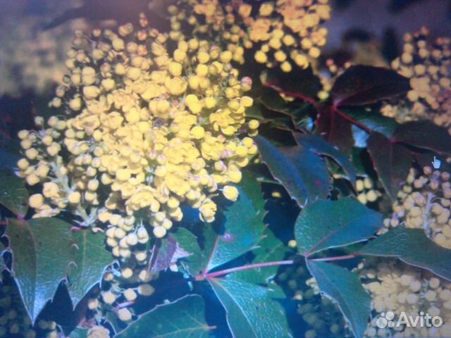 Магония падуболистная