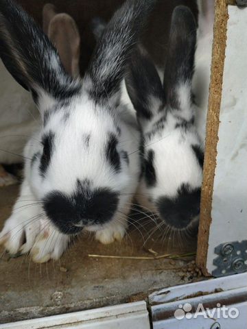 Кролики крупные породистые купить на Зозу.ру - фотография № 6