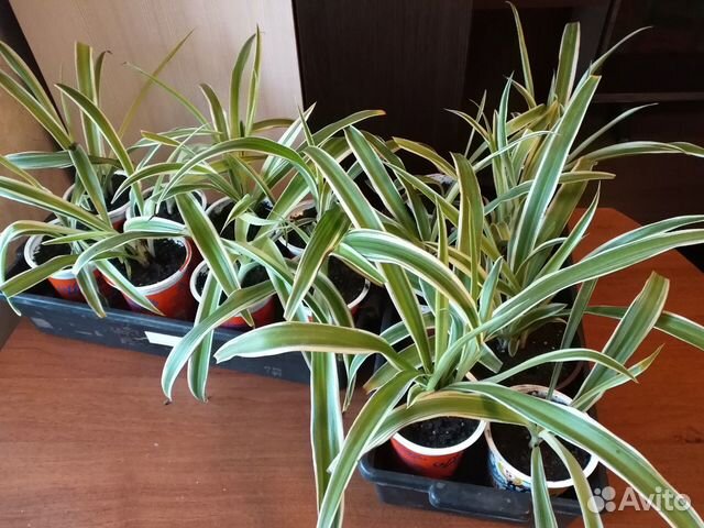 Хлорофитум